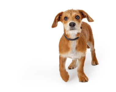 Sevimli küçük karışık terrier doğurmak köpek ileri beyaz arka plan üzerinde yürüyen