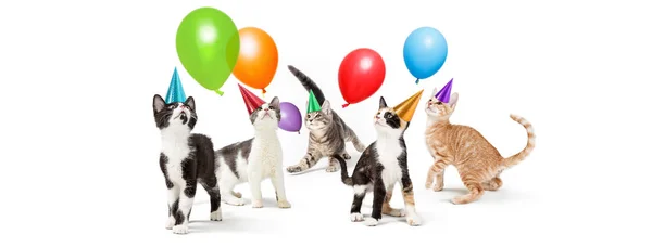 Groep Van Vijf Kittens Dragen Verjaardag Feestmutsen Spelen Met Zwevende — Stockfoto
