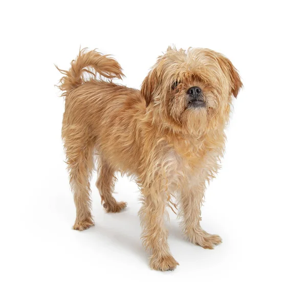 中等大小黄褐色颜色毛茸茸的梗和拉萨拉萨阿普索狗一只眼睛站在白色背景 — 图库照片