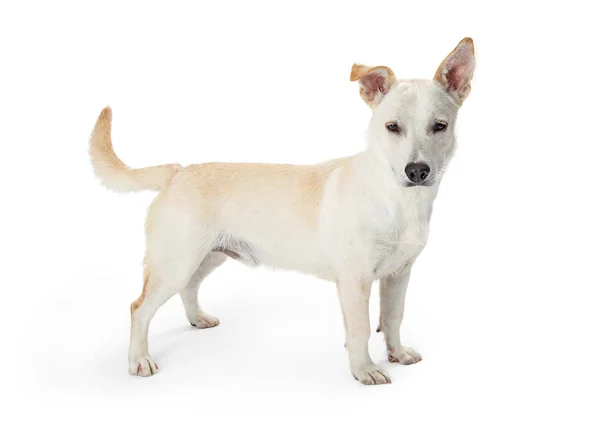 白い背景の上にかわいいホワイト混合シェパード品種犬の地位とカメラ目線 — ストック写真
