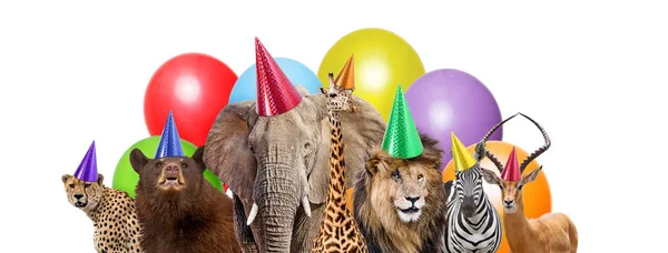 Group Zoo Animals Together Wearing Birthday Party Hats Colorful Balloons — Stock Photo, Image