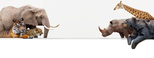 一组共同的大型动物园动物面对对方挂在空白白色水平 Web — 图库照片