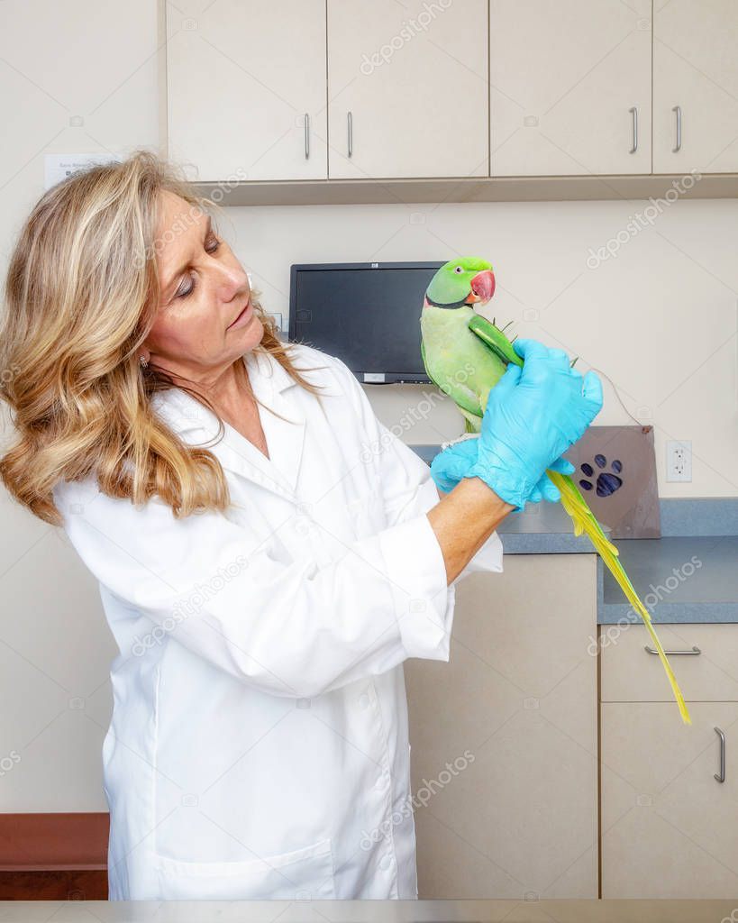 Veterinarian examining the wings of a green Alexandrine parrot bird