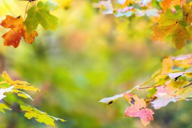 Renkli sınır üzerinde arka plan bulanık yaprak