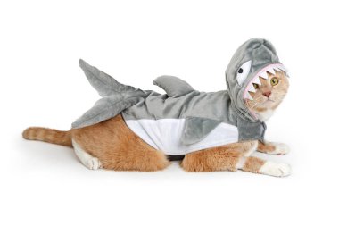 Beyaz arka plan tarafa yatarken komik köpek balığı Halloween kostüm giyen sevimli kedi.