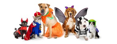 Beyaz arka plan üzerinde sosyal medya üstbilgi satır köpek ve kedi Şirin Halloween kostümleri giyen birlikte
