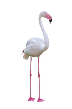 Beyaz arka plan üzerinde izole güzel flamingo kuşu.