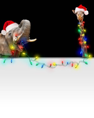 Komik fil ve boş beyaz poster üzerinde parlak Noel tatil dize ışıklar holding Santa Claus şapka giymiş zürafa