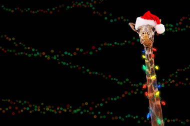 Işıklı Noel tatil ışıkları Santa Claus şapka koyu arka plan üzerinde sarılı zürafa hayvan 
