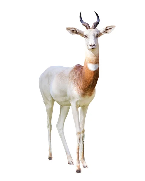 Addra Gazelle Blickt Auf Kamera Isoliert Auf Weißem Hintergrund — Stockfoto