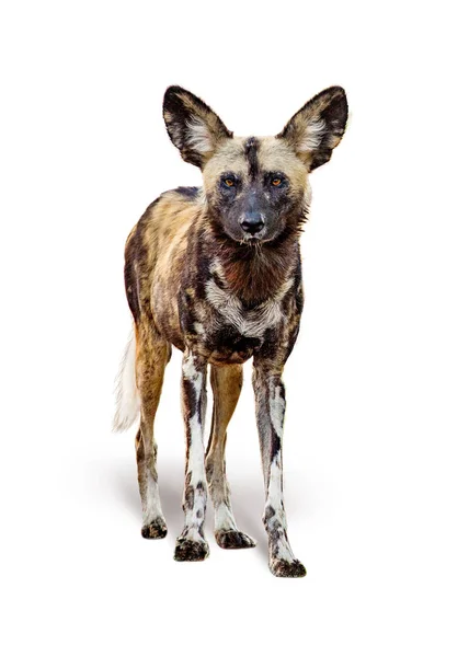 Africano Pintado Cão Selvagem Olhando Para Câmera Isolada Fundo Branco — Fotografia de Stock