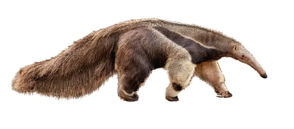 Anteater Animal Caminando Aislado Sobre Fondo Blanco — Foto de Stock