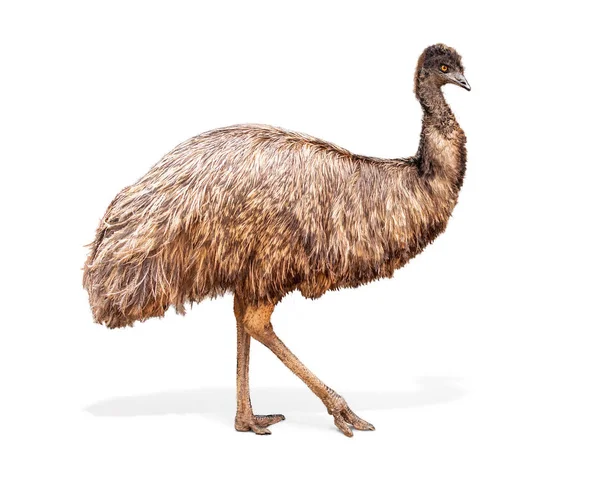 Large Emu Bird Walking Isolated White Background — Stock Photo, Image