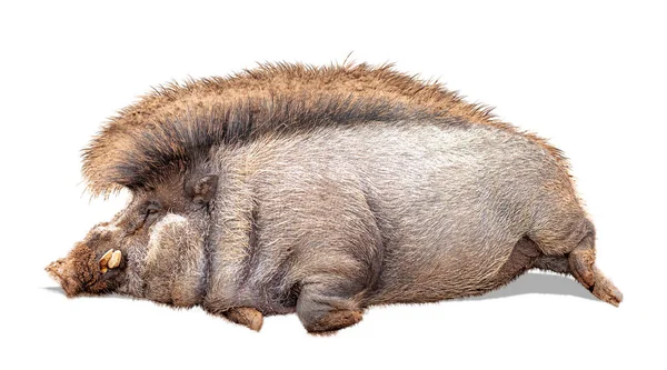 Funny Photo Lazy Warty Pig Large Belly Lying Side Isolated — Stock Photo, Image