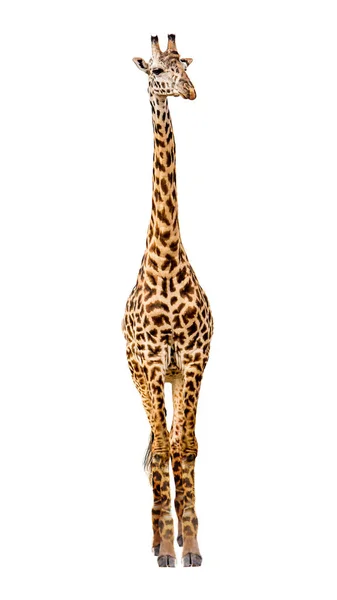 Masai Giraffe Safari Animal Isolado Fundo Branco — Fotografia de Stock