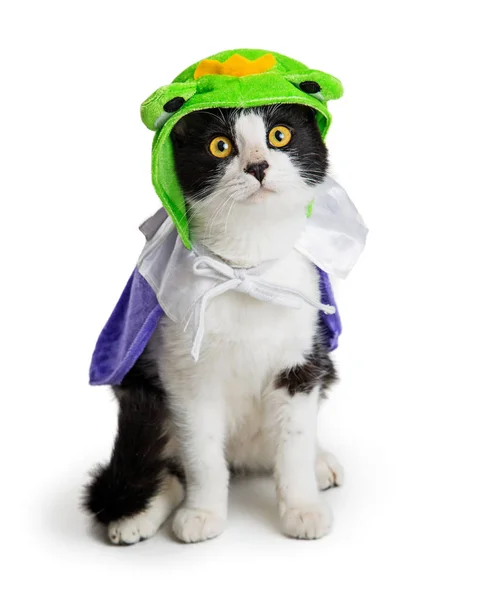 Mignon Chaton Portant Drôle Grenouille Prince Halloween Costume Assis Sur — Photo