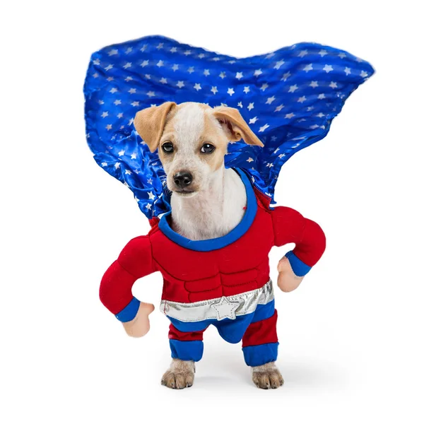 Rolig Hund Bär Superhjälte Halloweenkostym Med Cape Som Flaxar Vinden — Stockfoto