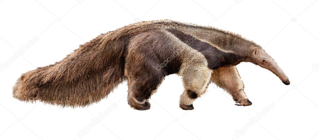 Anteater animal walking isolated on white background.