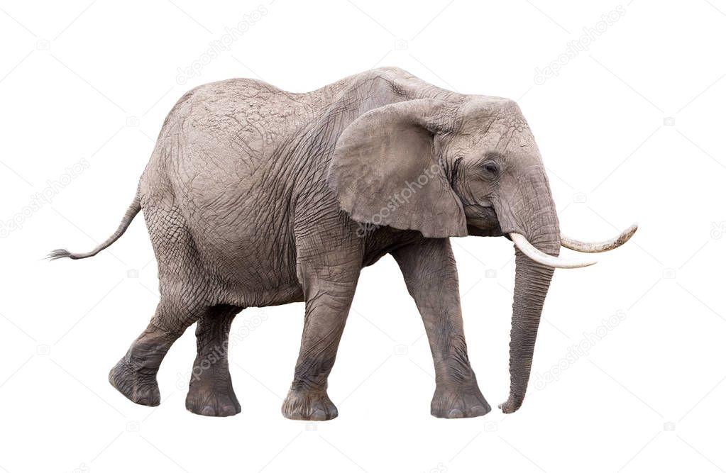 adult African Elephant walking isolated on white background.