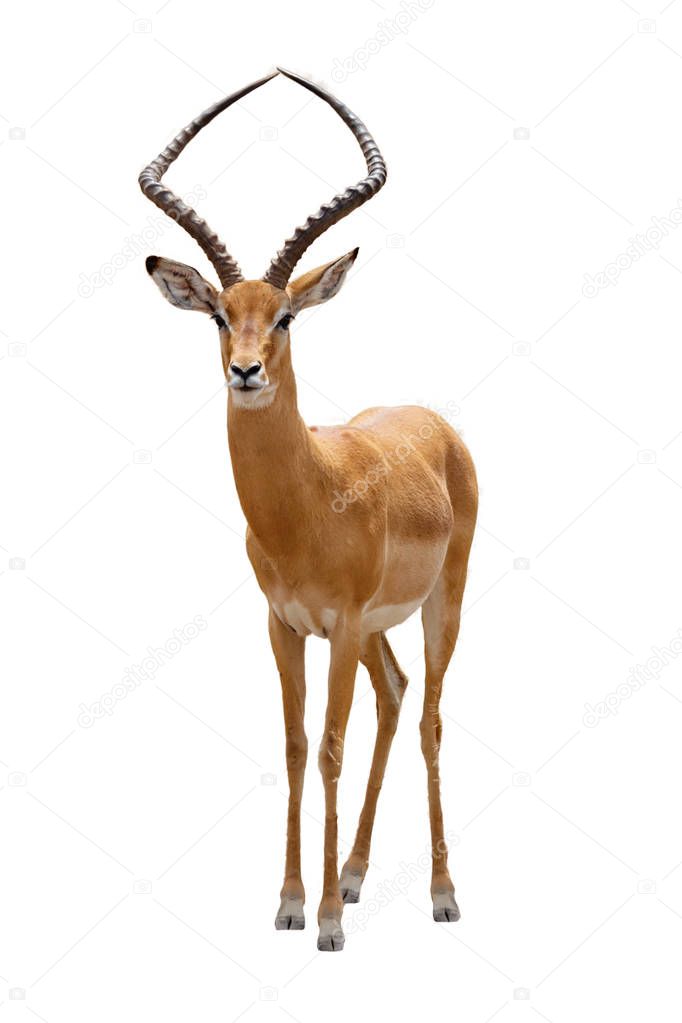African impala safari animal isolated on white background.