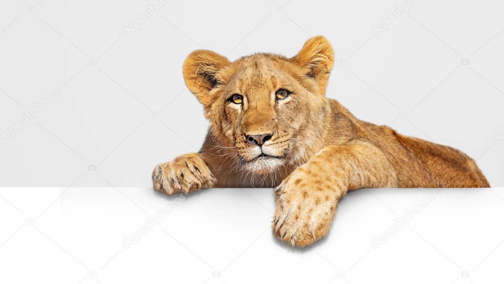 Cute young lion cub hanging paws over blank white banner 