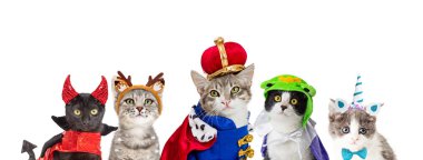 Kedi içinde kral Halloween kılık