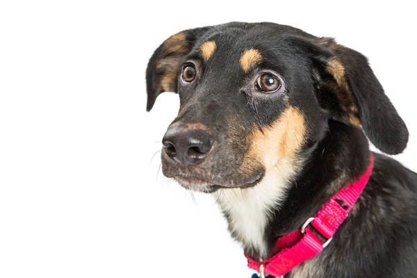 Retrato Jovem Cão Mestiço Pastor Bonito Enfrentando Olhando Para Lado — Fotografia de Stock