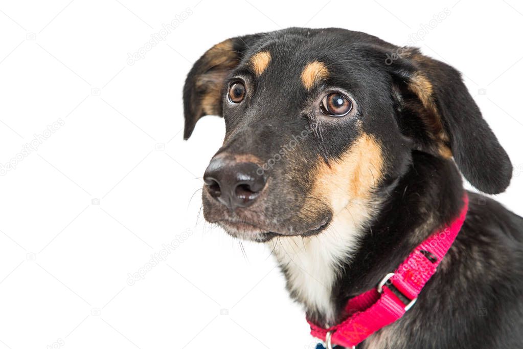 Portrait of a cute young shepherd crossbreed dog facing and looking to side