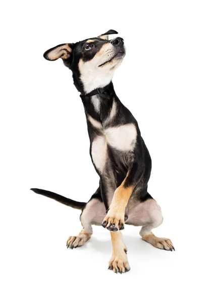 Bonito Jovem Misto Pastor Raça Cachorro Levantando Uma Pata Olhando — Fotografia de Stock