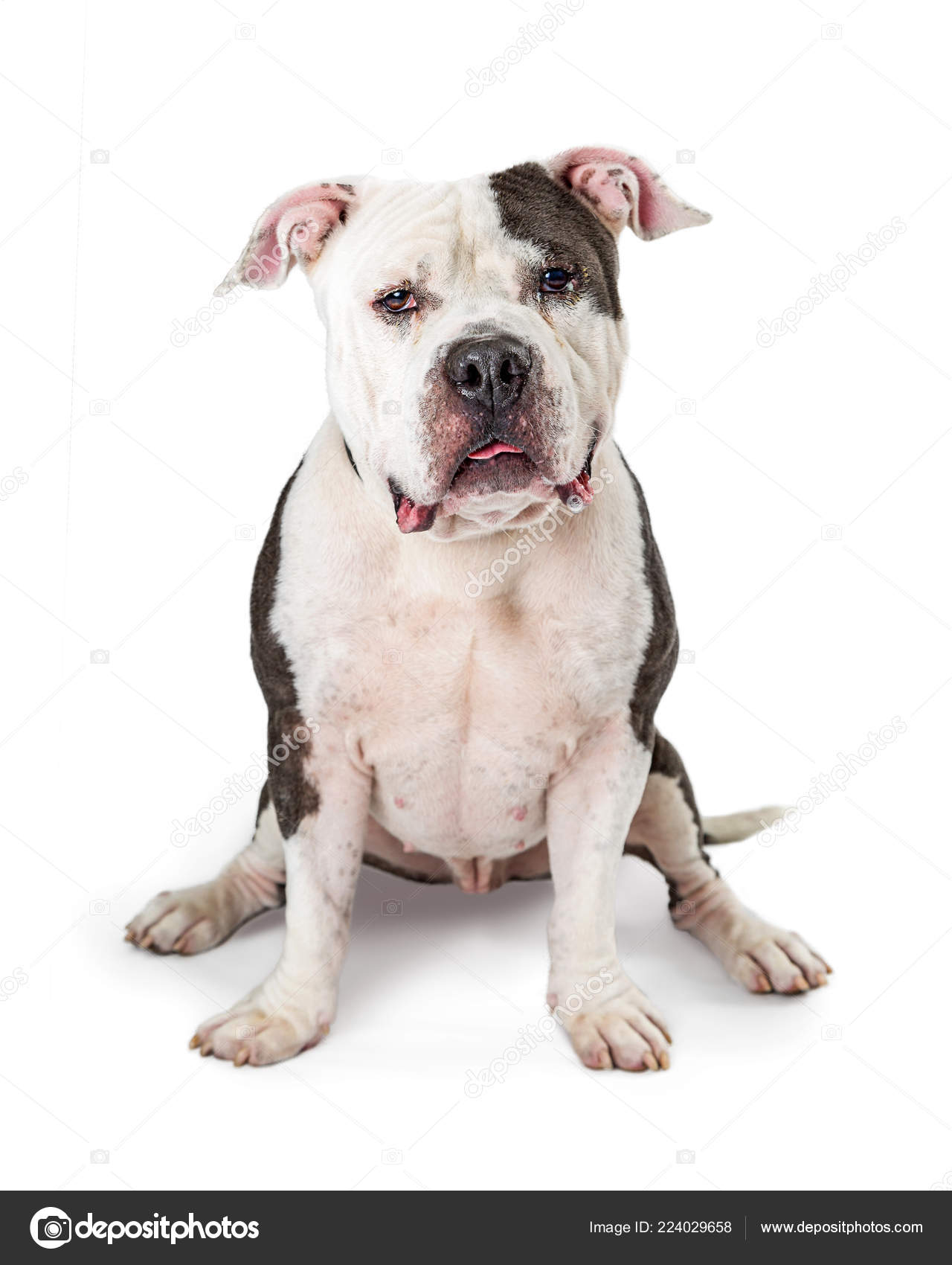 Large Grey White Color Pit Bull Dog Sitting White Background
