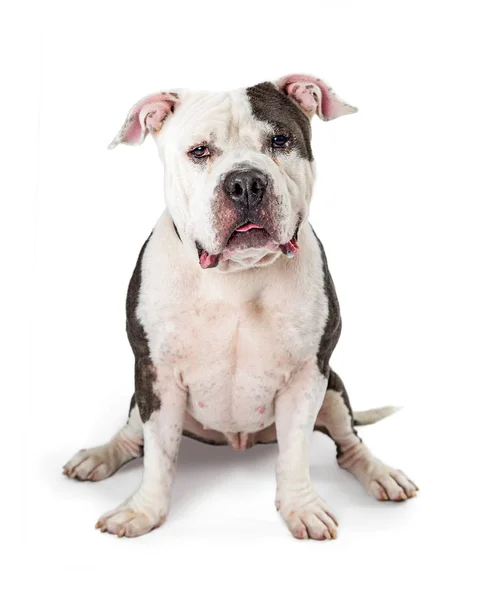 Pit Bull Perro Grande Color Gris Blanco Sentado Sobre Fondo — Foto de Stock
