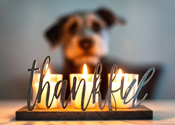 Thankful Gratitude Lit Candles Glowing Face Dog Blurred Background — Stock Photo, Image