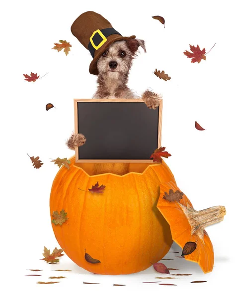 Zabawny Pies Kapeluszu Pielgrzym Dziękczynienia Siedząc Dyni Trzymając Znak Pusta — Zdjęcie stockowe