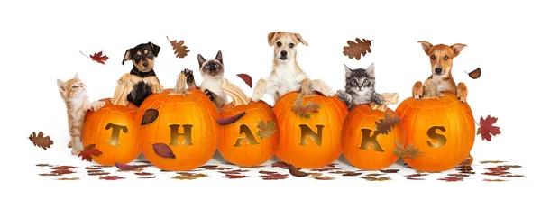 Thanksgiving Pet Web Banner Banner Leaves Pumpkins Word Thanks Carved — Stock Photo, Image