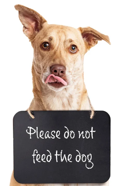 Hungry Dog Wearing Please Feed Dog Sign Neck — Stock Photo, Image