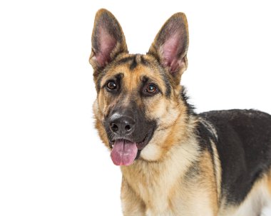 Metin için yer ile mutlu bir Alman çoban köpeği closeup