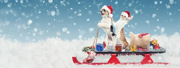 Cute Funny Dog Cat Riding Sleigh Deliver Christmas Gifts Snowy — Stock Photo, Image