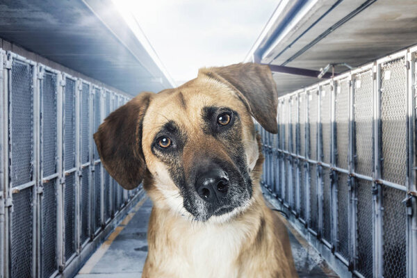 Closeup of sad dog in middle of rows of outdoor kennels at an animal shelter