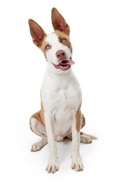 Kahverengi ve beyaz terrier köpek mavi gözleri ve mutlu dostu ifade closeup