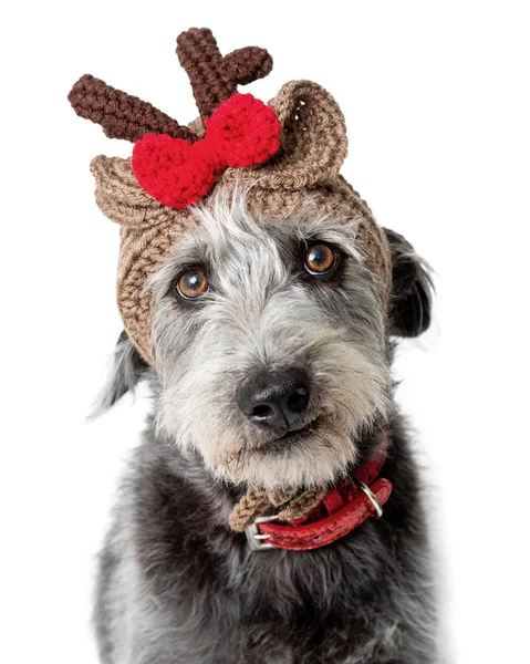 滑稽的狗穿着针织圣诞驯鹿冬季帽子隔离在白色背景 特写镜头 — 图库照片