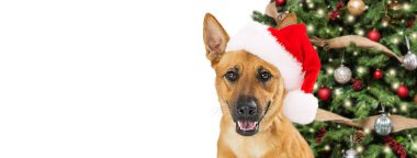 Santa Claus şapka Noel ağacı beyaz web afiş yakınındaki mutlu evcil köpek 