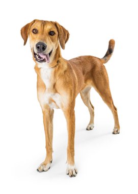 Kameraya bakarak beyaz arka plan üzerinde mutlu gülümseyen ifade duran köpekle