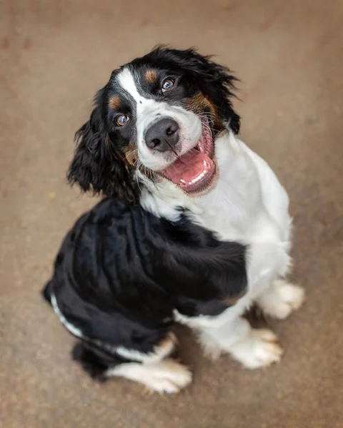 Overhead View Cute English Springer Spaniel Purebred Dog Sitting Looking — Stock Photo, Image