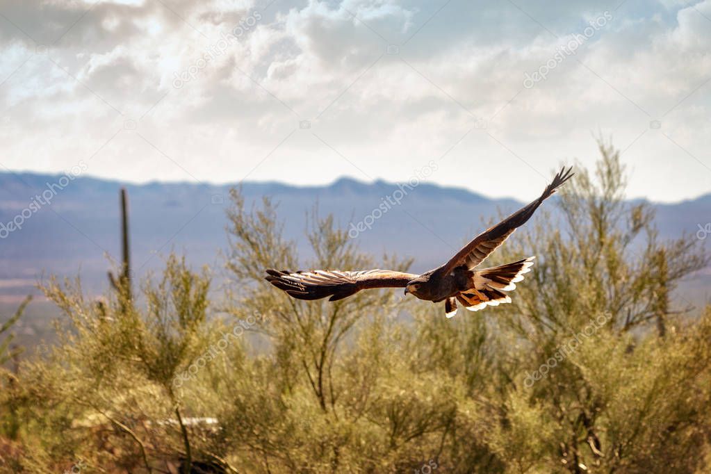 Beautiful Harris hawk bird soaring over Arizona desert