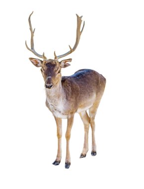 Ren geyiği doğal ortamından çıkarılan ve üzerinde beyaz izole. 