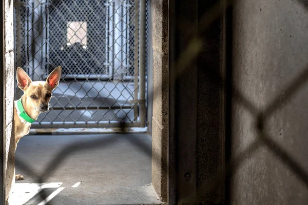 Sad and lonely small chihuahua dog peeking out of inside of wire cage at animal shelter. Room for text.