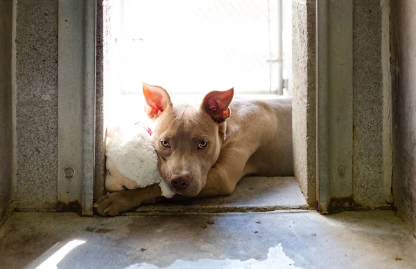 Smutny Pies Pit Bull Terrier Leżącego Słońcu Przytulanie Wypchane Zwierzę — Zdjęcie stockowe