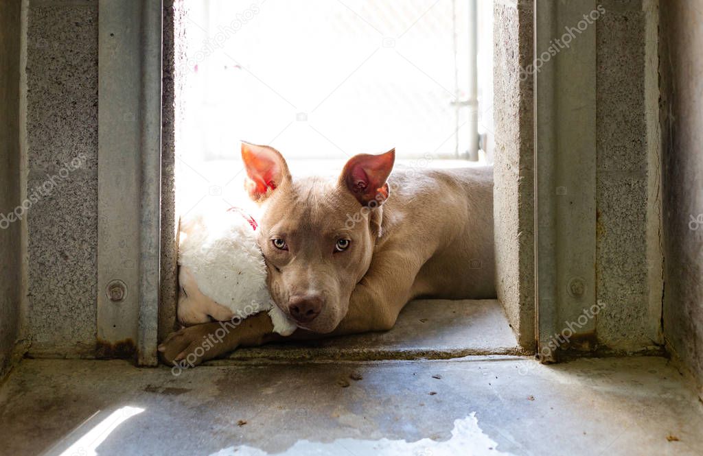 Sad Pit Bull Terrier dog lying in sunlight cuddling stuffed animal in a kennel at an animal shelter