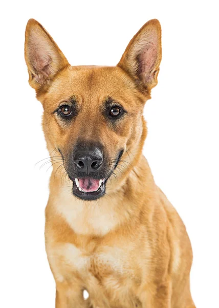 Cute Smiling Happy Mixed Large Breed Dog Looking Camera Closeup — Stock Photo, Image