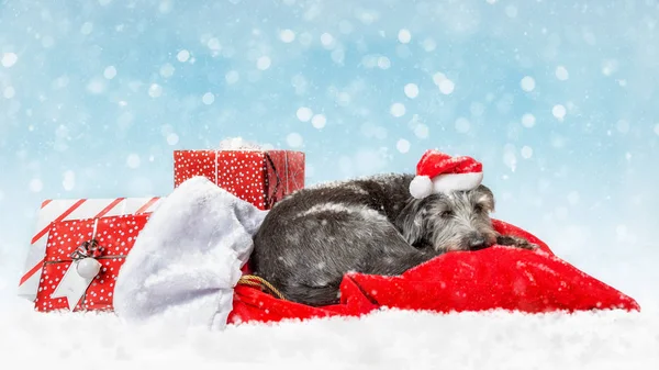 Müder Weihnachtshund Schläft Auf Weihnachtsmann Sack Mit Geschenken Bei Schneefall — Stockfoto